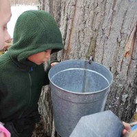 March Signals Spring & Maple Sugaring Month