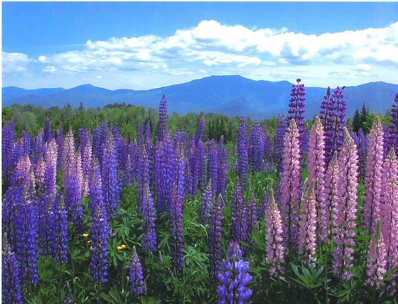 NH_Grand_event_Lupine_Festival