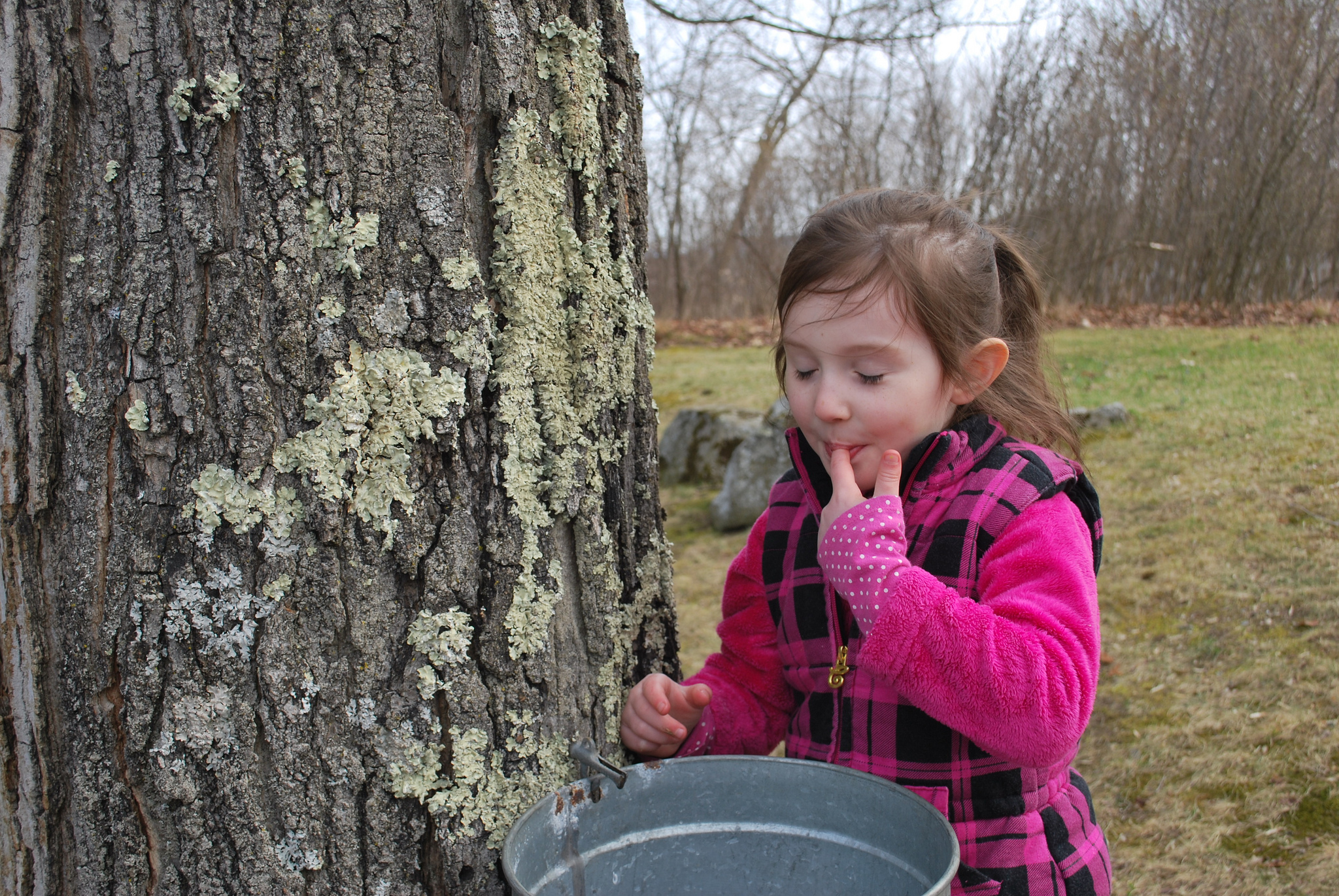 Photography of Young Girl Sampling Maple Syrup
